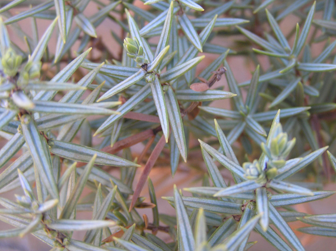 Juniperus oxycedrus subsp. macrocarpa/ Ginepro coccolone